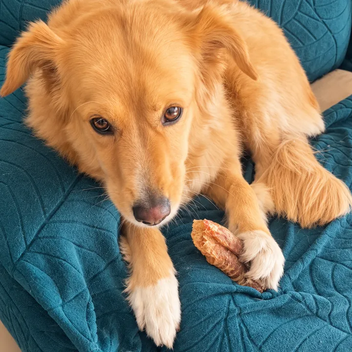 Perro de pelo dorado recostado en el sillón con su masticable
