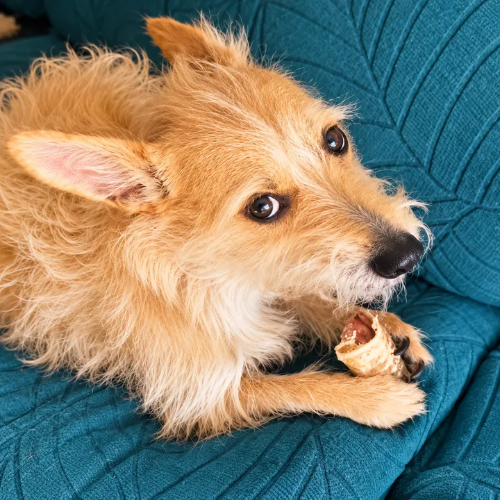 Perro pequeño de pelo alambre masticando tranquilo en el sillón